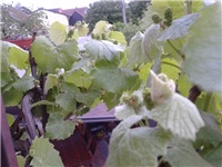 fe7c9586-vinova loza.jpg